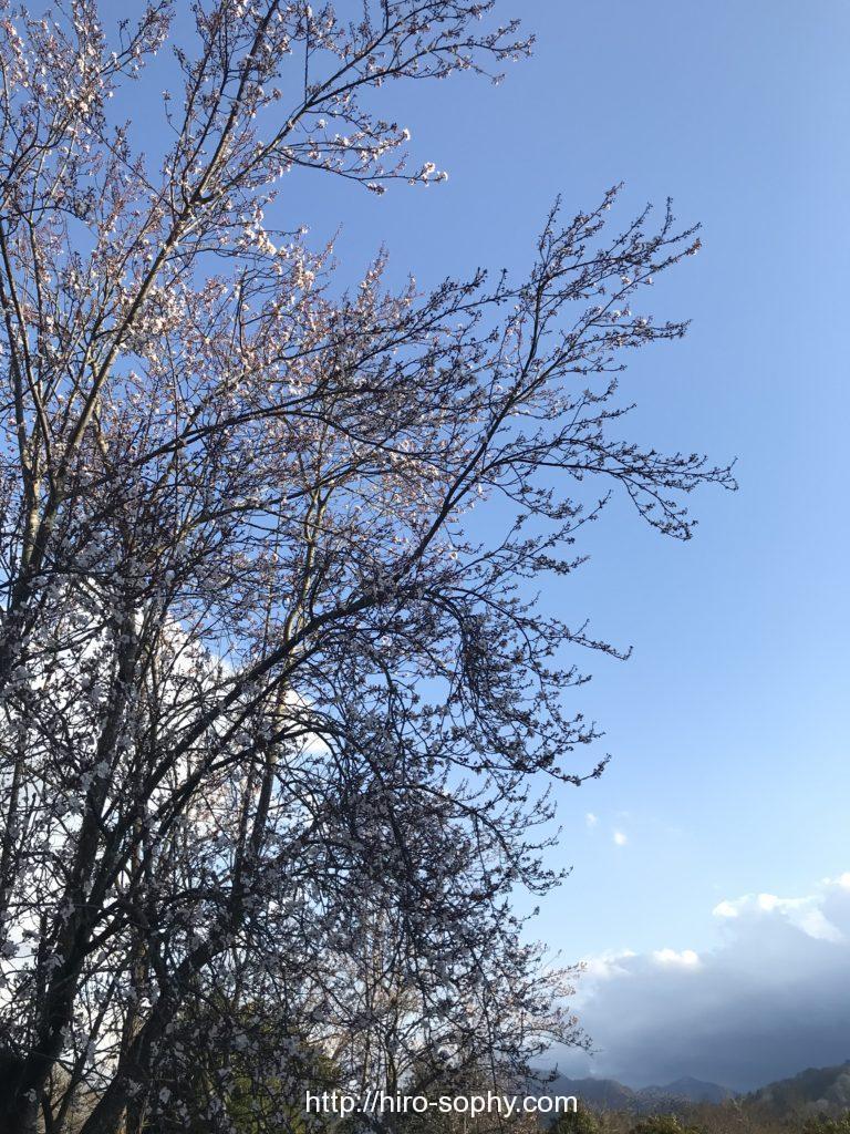 宮ヶ瀬ダムの桜の木
