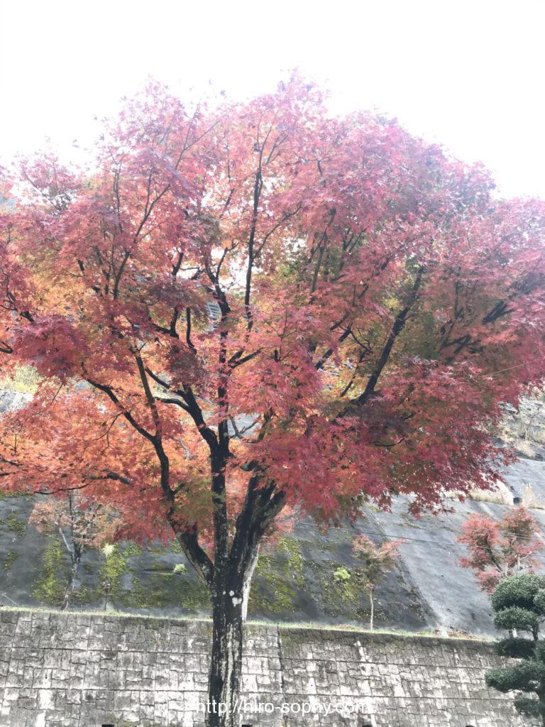 有間ダムの紅葉の樹