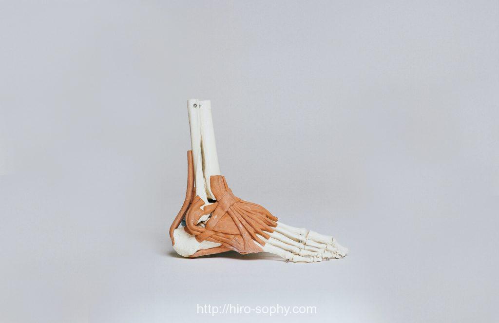 足の骨格標本