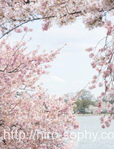 桜と海