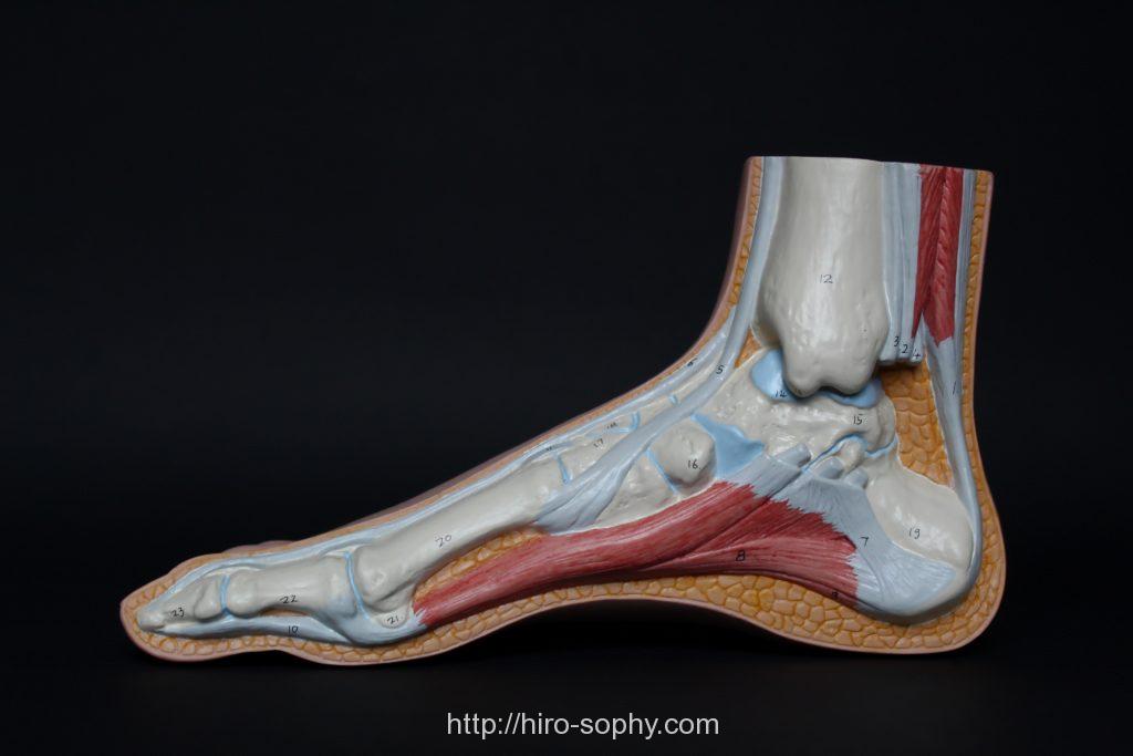 足の筋肉の図